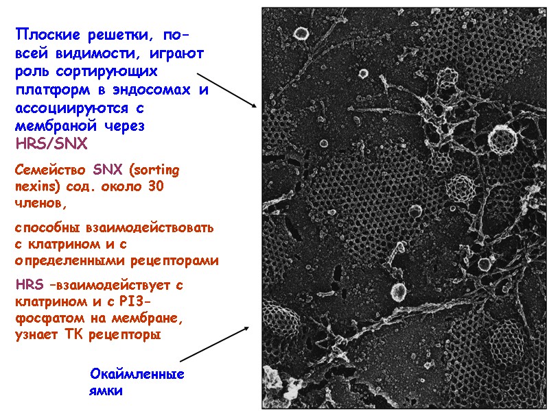 Плоские решетки, по-всей видимости, играют роль сортирующих платформ в эндосомах и ассоциируются с мембраной